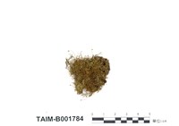 藏品(東亞硬羽苔)的圖片